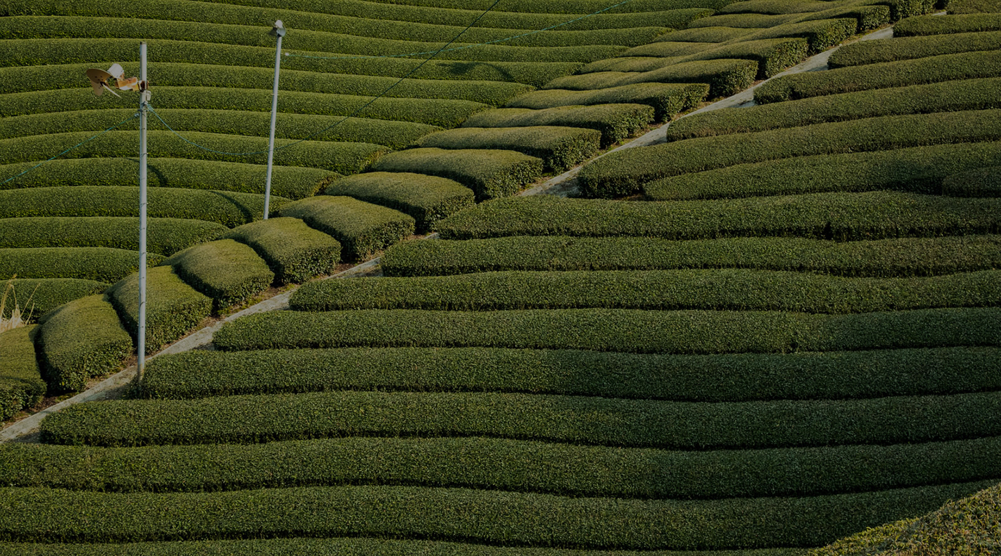 お茶への「想い」